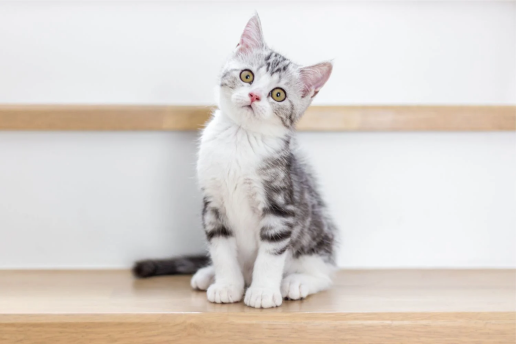 O Que Seu Gato Está Tentando Dizer