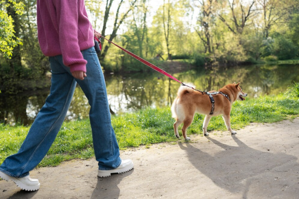Pasear Perro