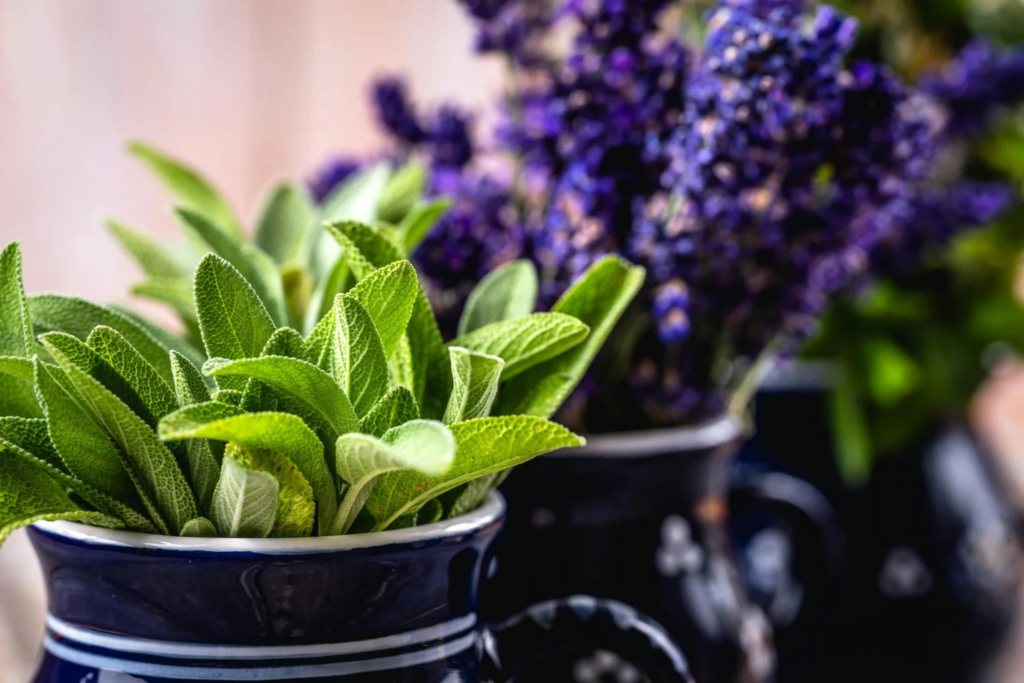 Plantas Aromáticas