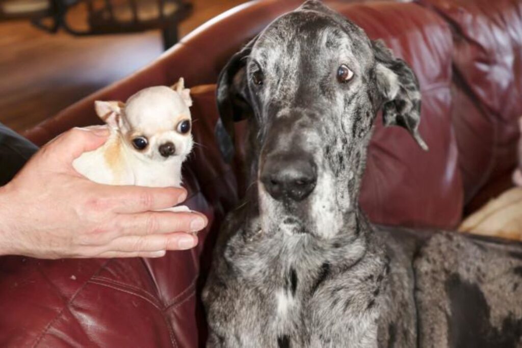 Vídeo: o encontro entre os cães mais alto e mais baixo do mundo que você vai adorar