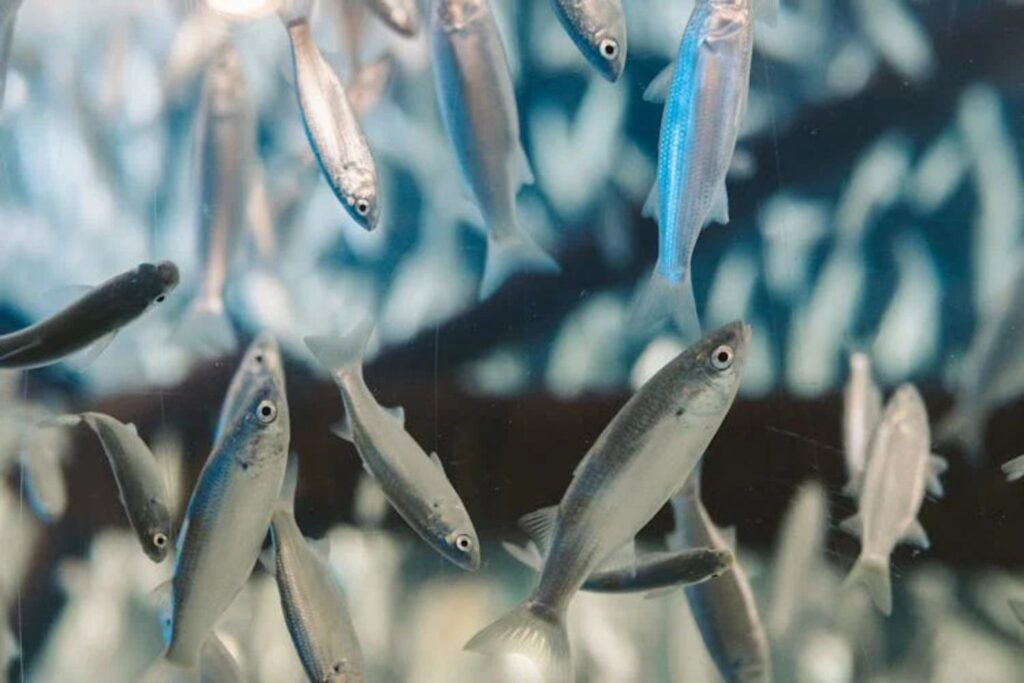 Tem um peixe cuja espinha pode superar o leite em cálcio: veja qual