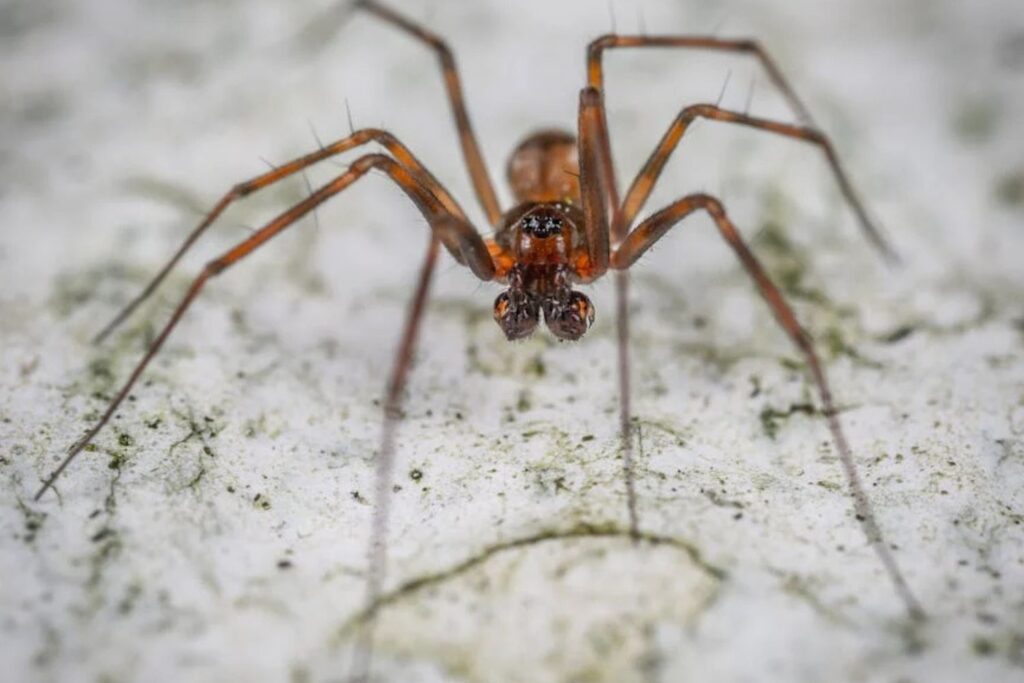 Aranhas gigantes em alguns bairros de São Paulo: Veja recomendações