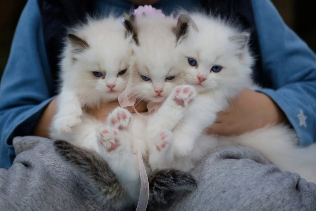 Quando o amor por gatos ultrapassa os limites: o que a psicologia revela sobre esse comportamento