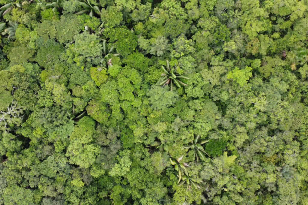 Amazonas Rio