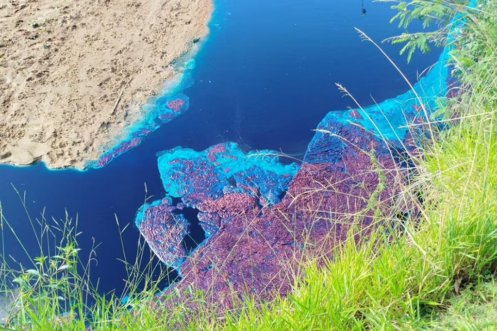 Botanico Azul