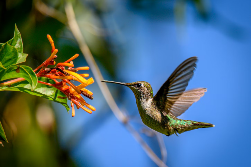 Colibri P