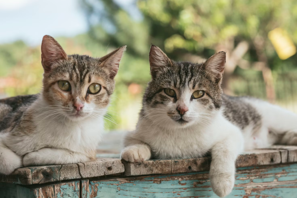 Gatinhos