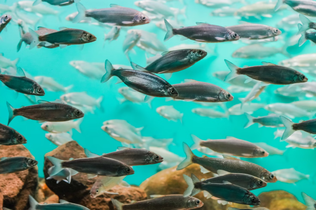 Peixe 1