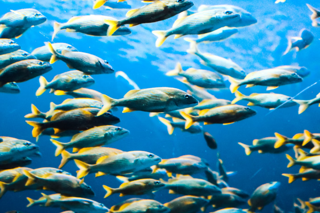 Peixes