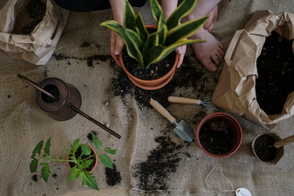 Truques Caseiros Para Salvar Suas Plantas