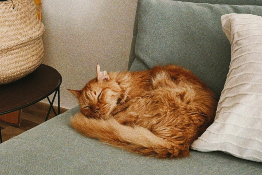 Cães E Gatos