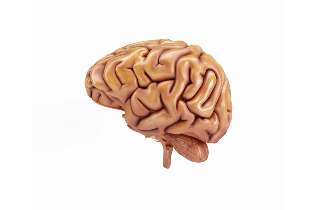 Neuroimunologia