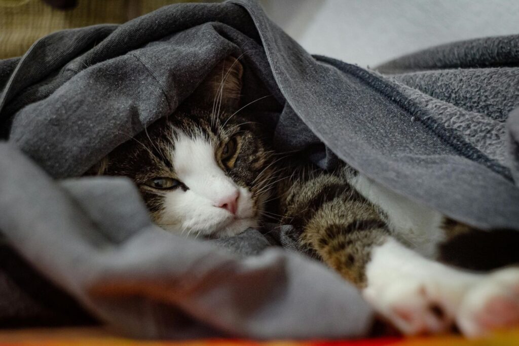 Os gatos e as noites frias: Como fazer para protegê-los e evitar a hipotermia?