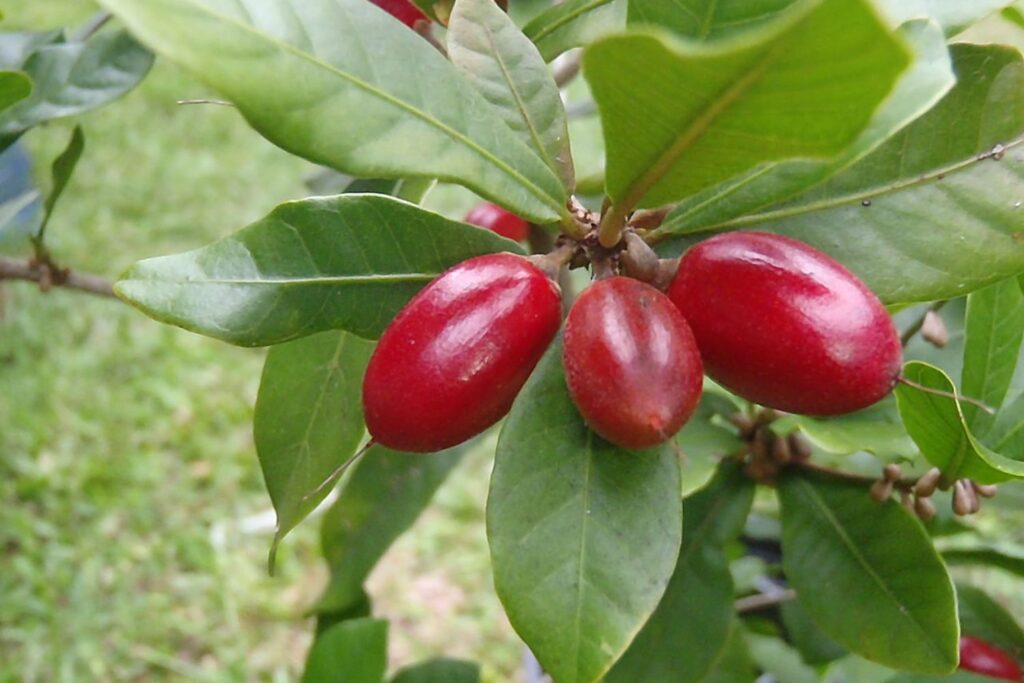 A fruta que muda o sabor do limão e pode ser cultivada no seu quintal com facilidade