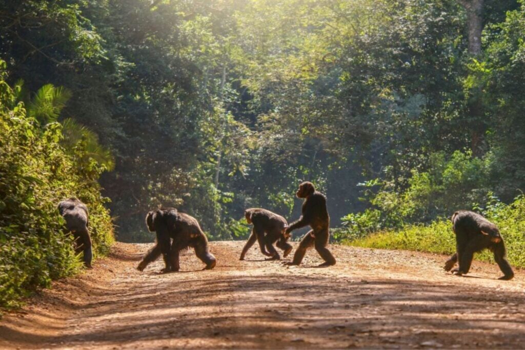 Descobrem uma característica humana que desafia a lógica evolutiva e pode ter mudado a história