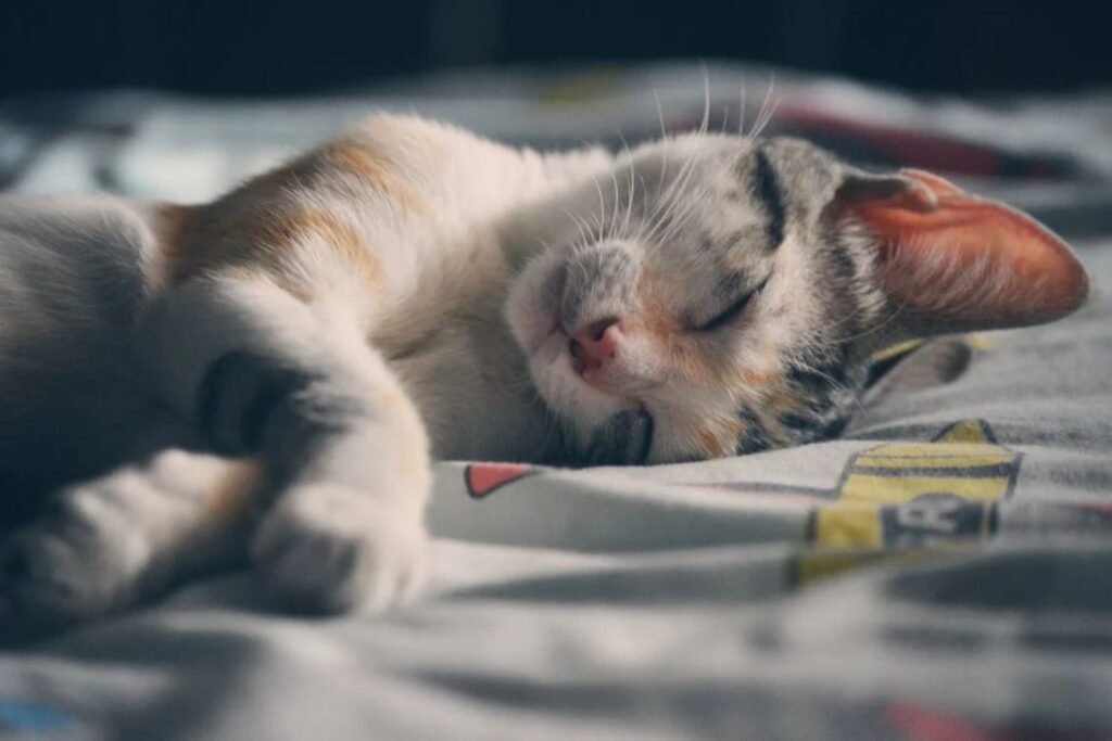 O que seu hábito de dormir com pets pode revelar sobre sua mente e suas relações