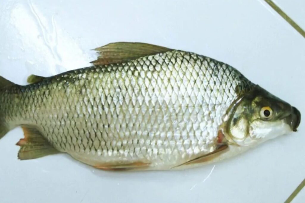 Enquanto faz sucesso nas exportações e ganha espaço nas mesas internacionais, um peixe típico dos rios brasileiros ainda é pouco consumido por aqui
