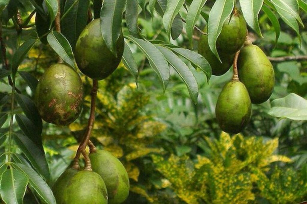A fruta tropical que protege o fígado, reduz inflamações e ainda fortalece o coração