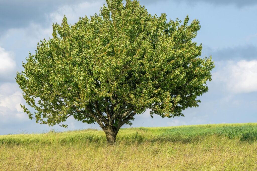 A surpreendente árvore que desafia a força da natureza e guarda um elo com o Brasil