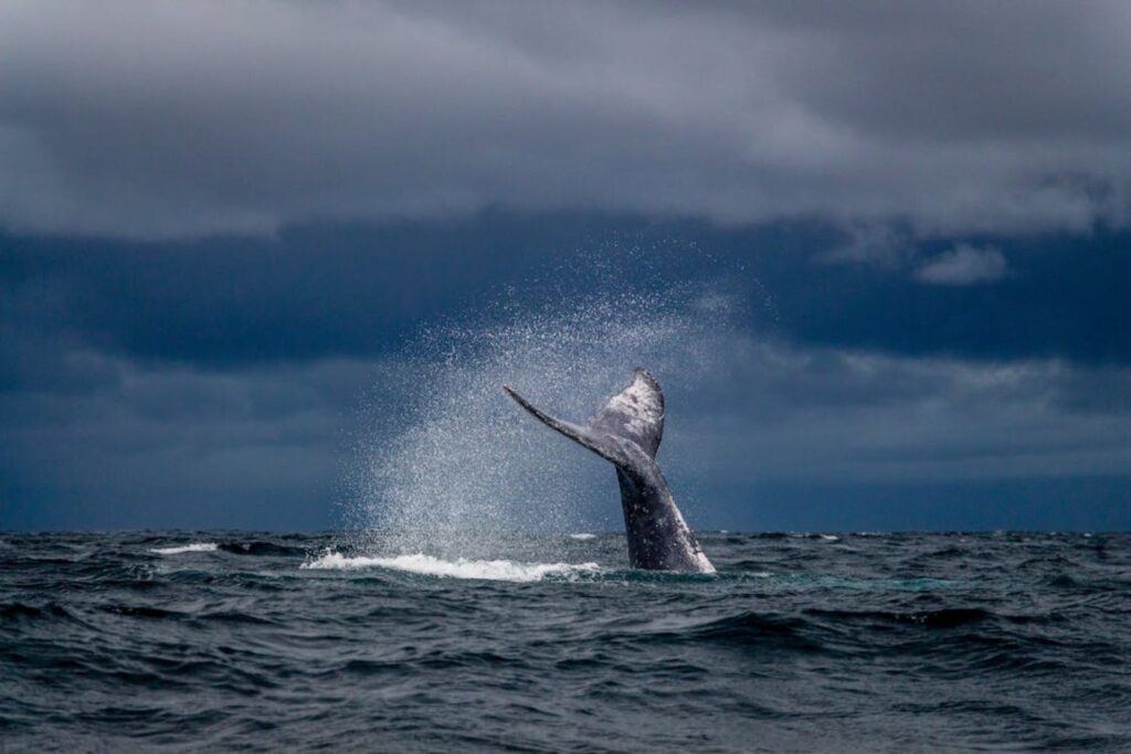 Salto impressionante revela espetáculo inesperado no mar de Ilhabela