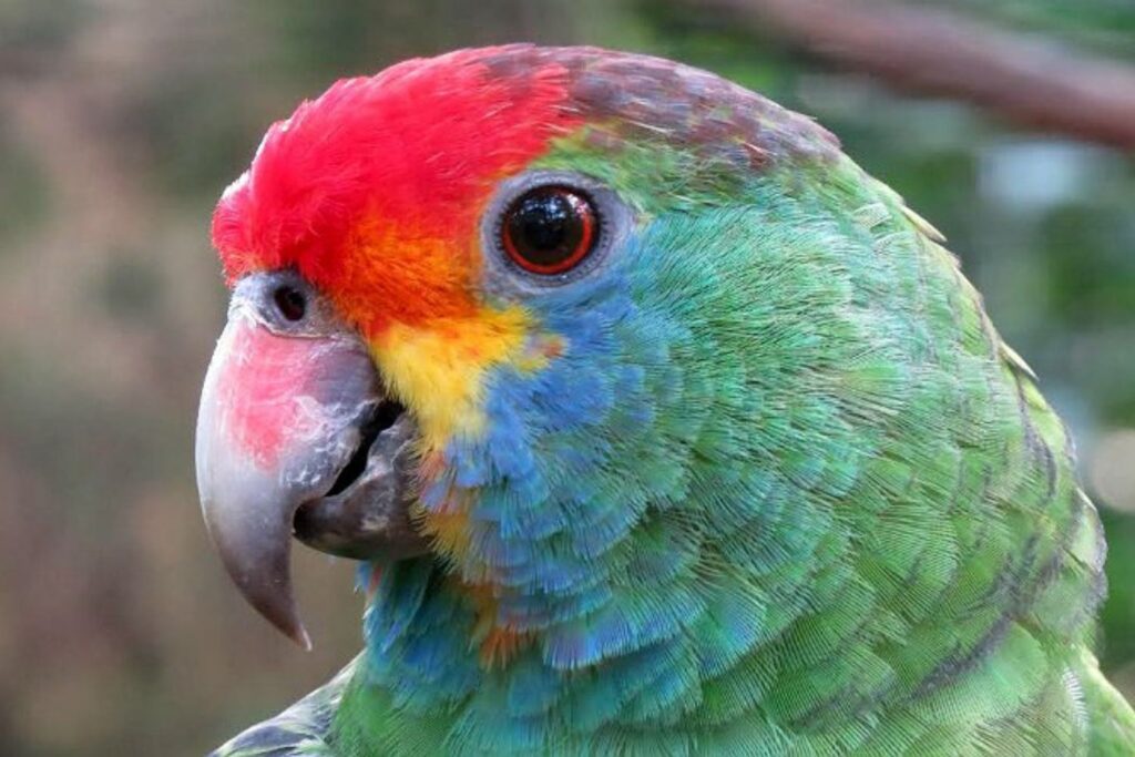 A reintrodução de espécies como o papagaio-chauá e o mutum-de-alagoas em uma reserva de Mata Atlântica está provocando mudanças profundas no ecossistema