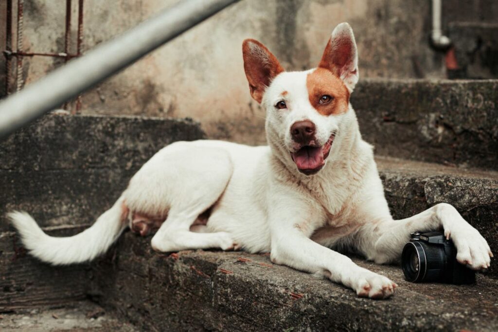 O que seu cachorro quer dizer quando apoia a pata em você — e por que isso importa mais do que parece