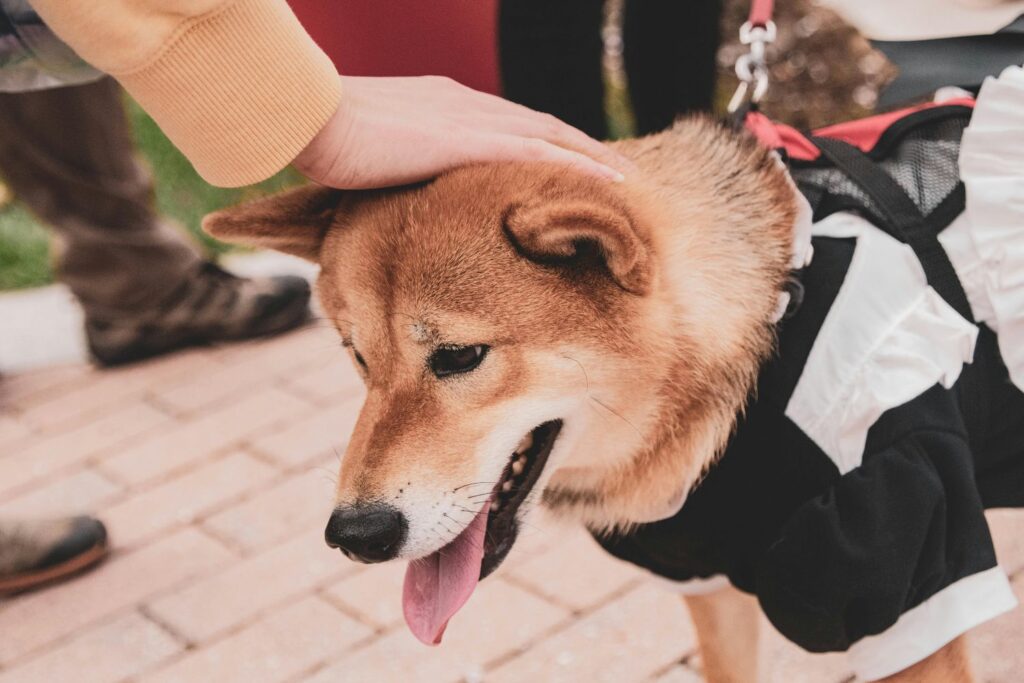 O que sua vontade de acariciar cães pode revelar sobre você, segundo a psicologia