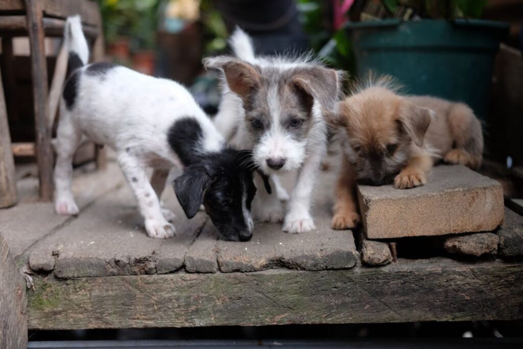 O que essas cinco raças têm que as tornam as mais leais e inteligentes do mundo canino?
