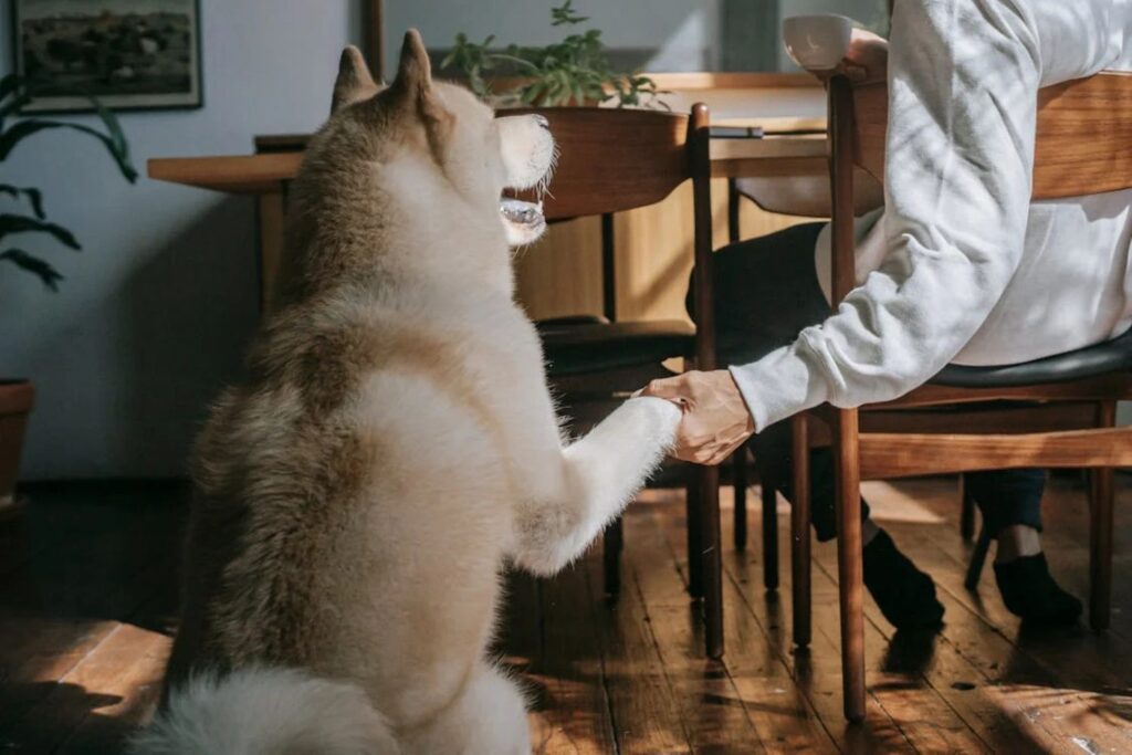 Quando o amor ultrapassa os limites: os impactos de tratar pets como filhos