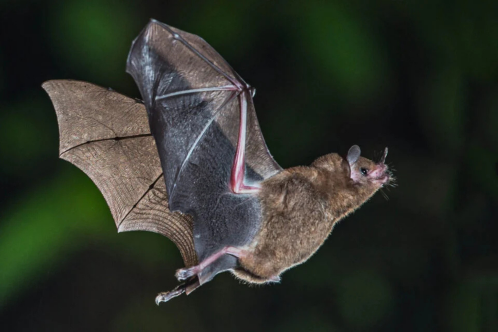 Bat