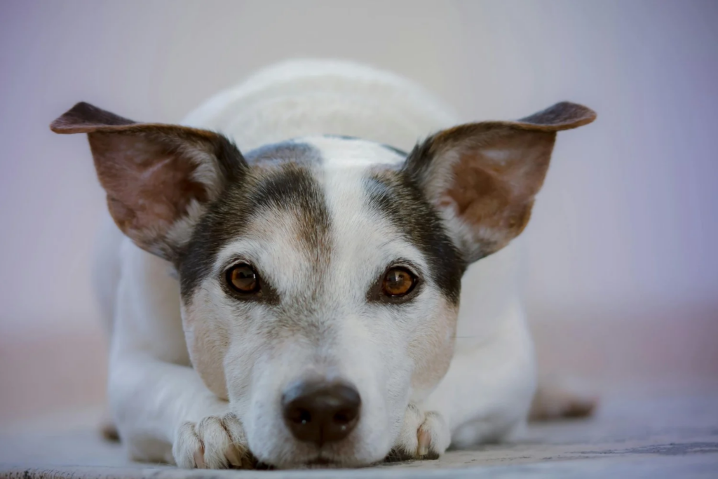 Cão Anda Inquieto