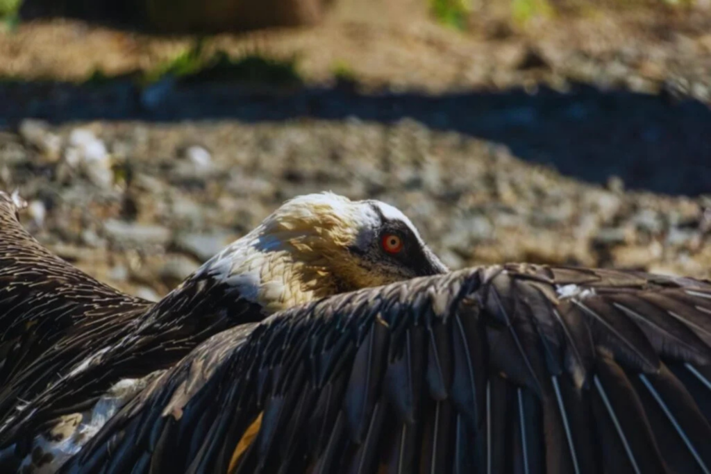 Com uma envergadura que ultrapassa os 3 metros, o condor-andino é a maior ave voadora do planeta.