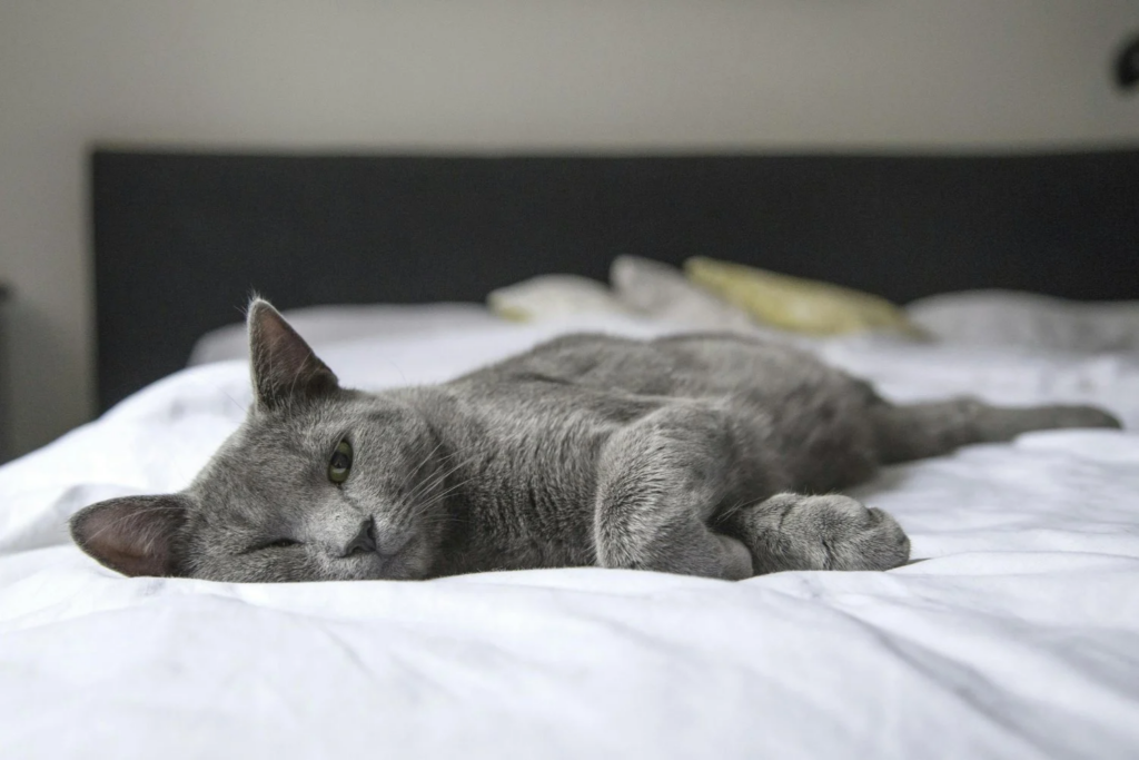 Conquistar A Confiança De Um Gato