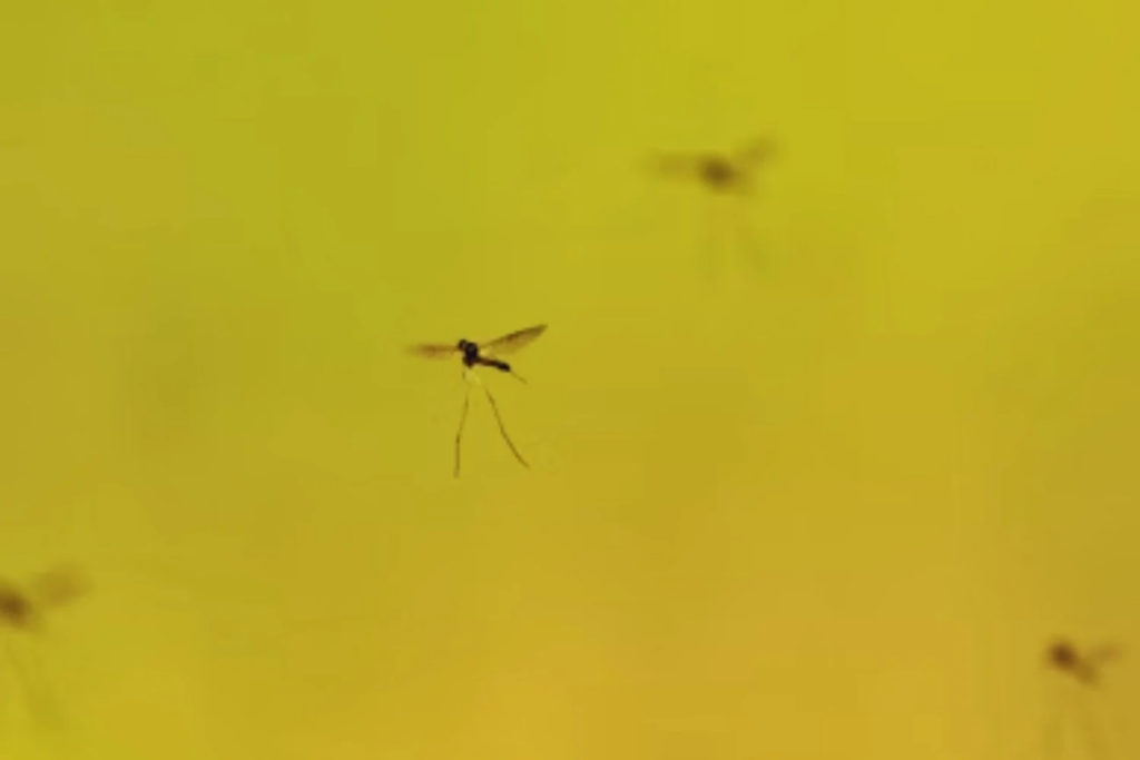 Mosquito Espião