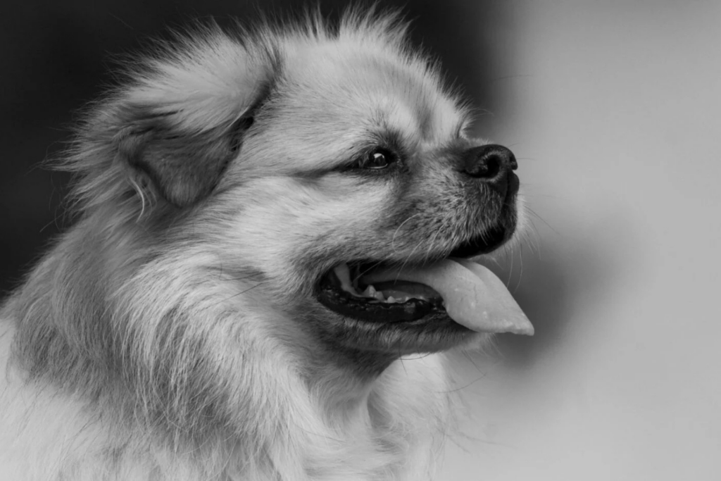 Perritos