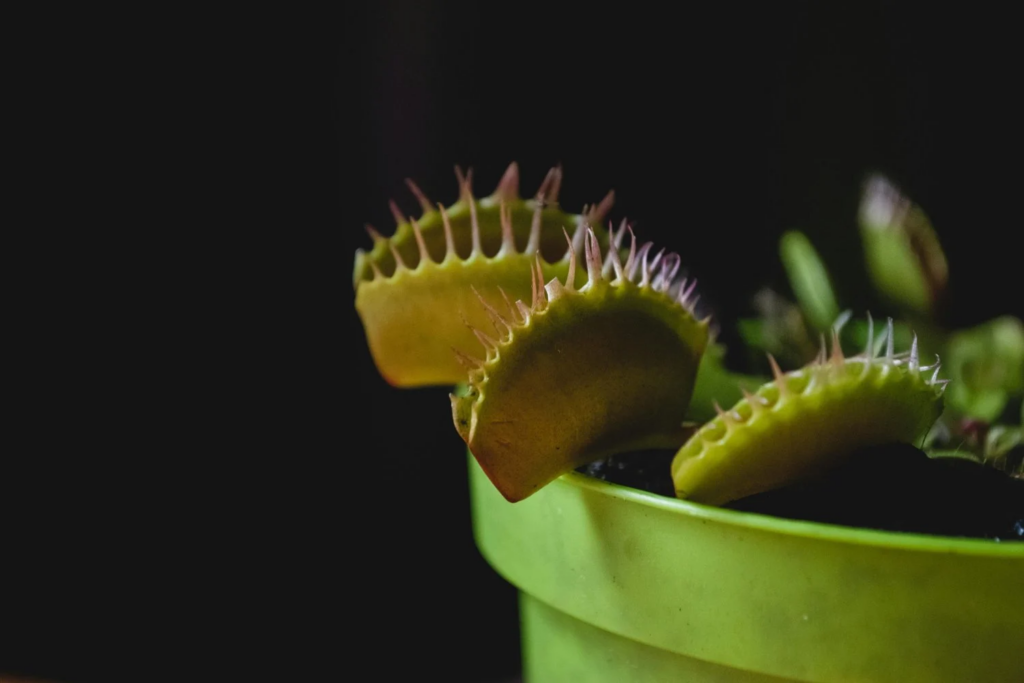Planta Carnívora