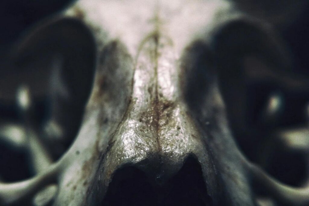 A descoberta na África que reescreve a história da evolução humana
