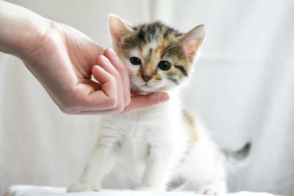 Os sinais secretos que revelam quem é o verdadeiro favorito do seu gato