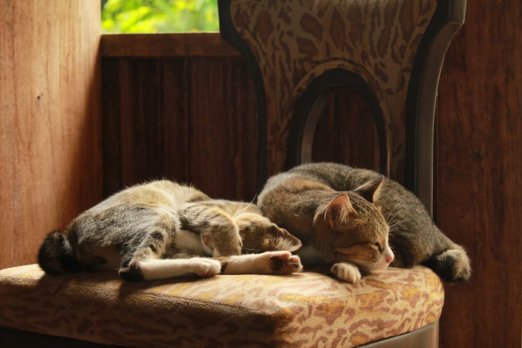Gatos Izquierda