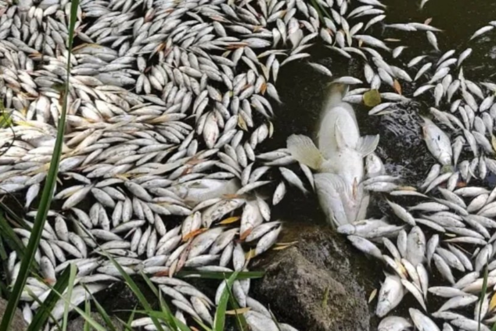 Peces Muertos