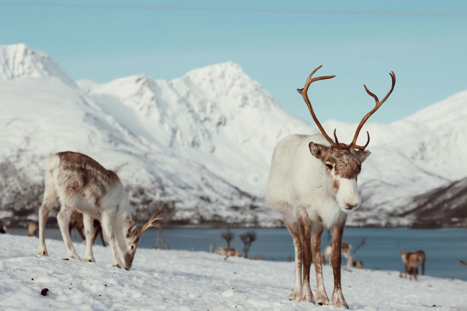 Frio extremo na Noruega congela animais e acende alerta climático