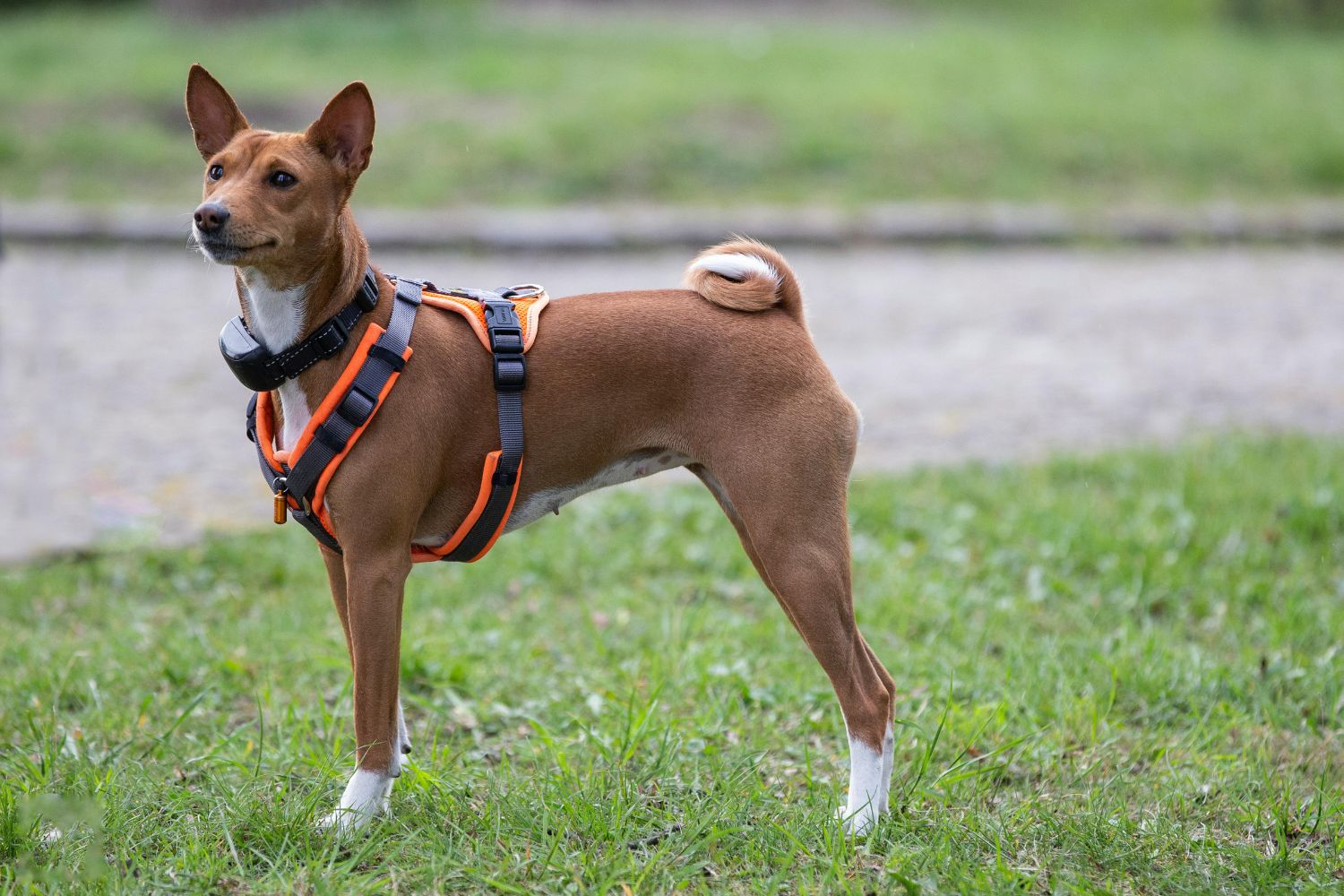 Basenji: o cachorro que não late — ele literalmente “grita”