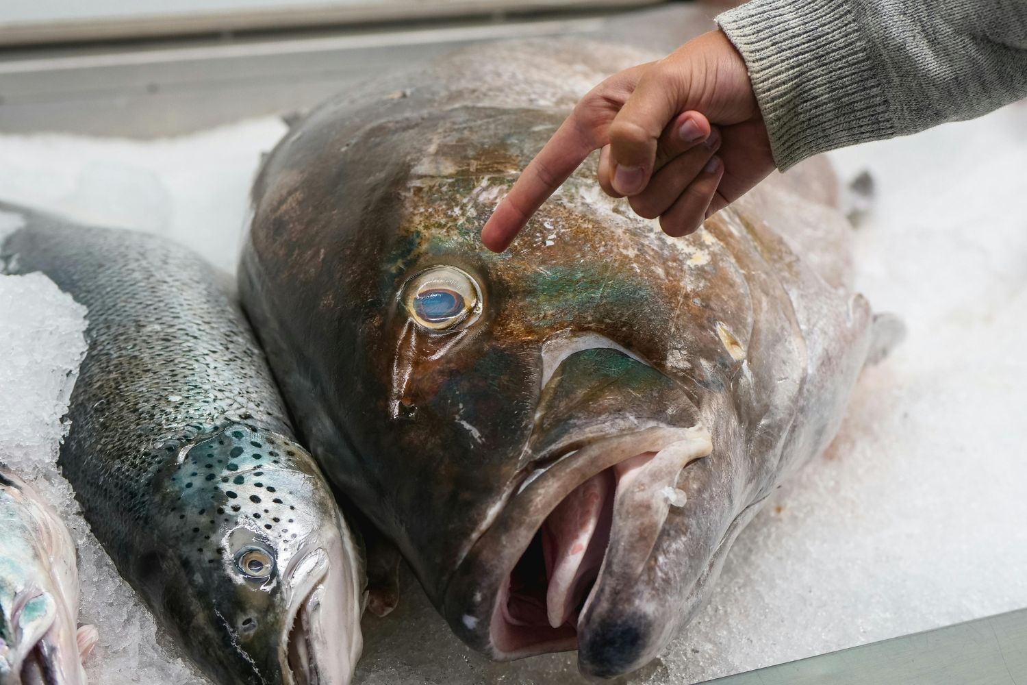 Facial com esperma de salmão vira moda