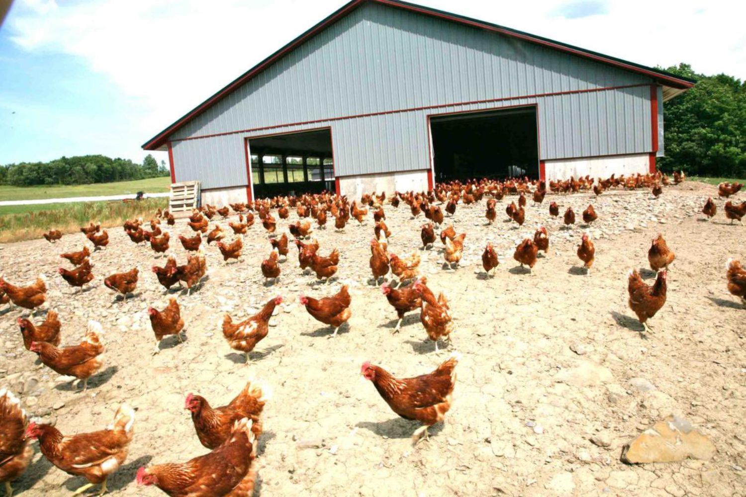 Gripe aviária preocupa cientistas ao “driblar” defesa natural do corpo