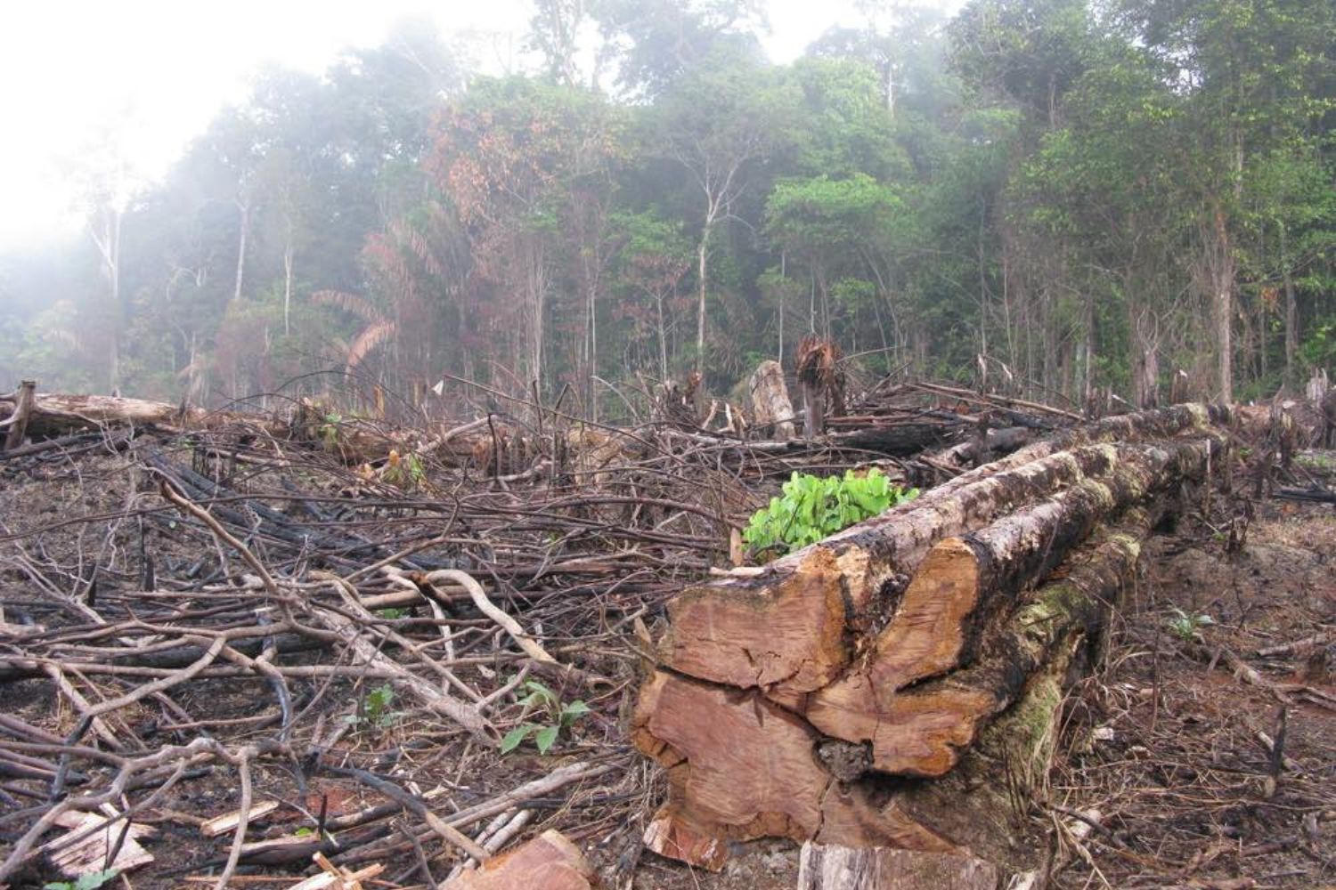Brasil pode esquentar até 6°C até 2100 — alerta máximo da ciência