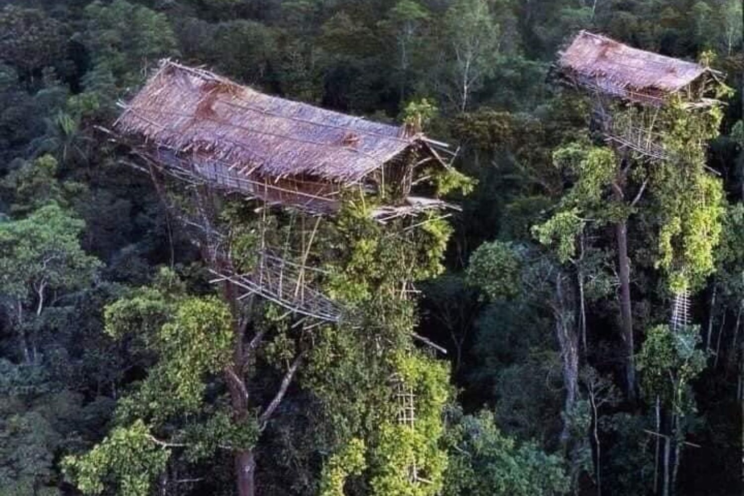 As casas nas árvores da tribo Korowai são tão altas que parecem tocar o céu