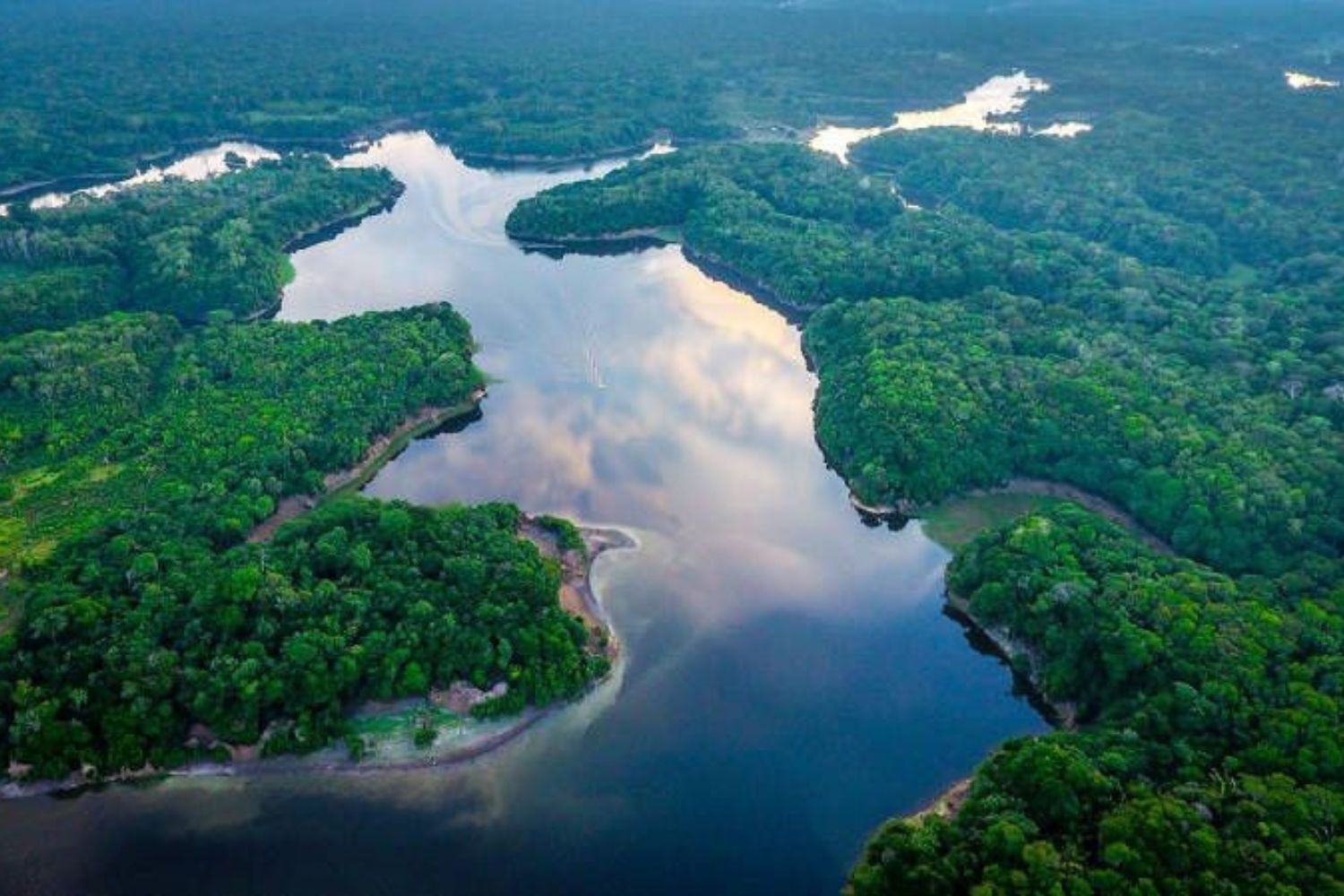 Alerta na COP30: cientista teme nova pandemia ligada à Amazônia