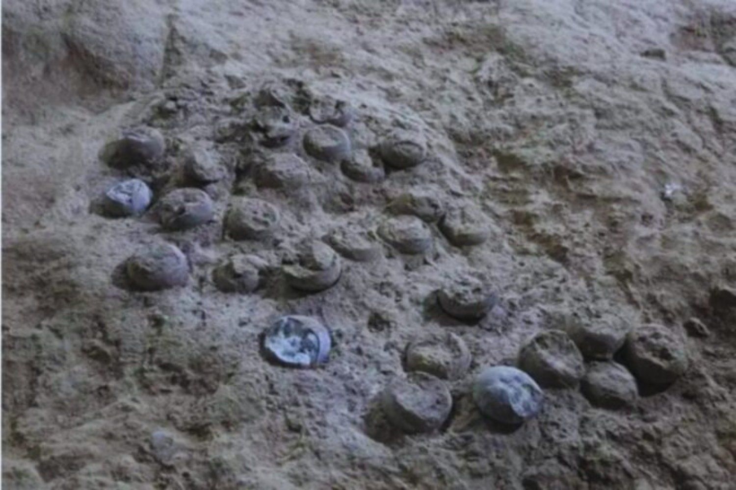 O tempo parou em Guadalajara: arqueólogos descobrem ovos de dinossauro de 72 milhões de anos em estado de conservação impressionante