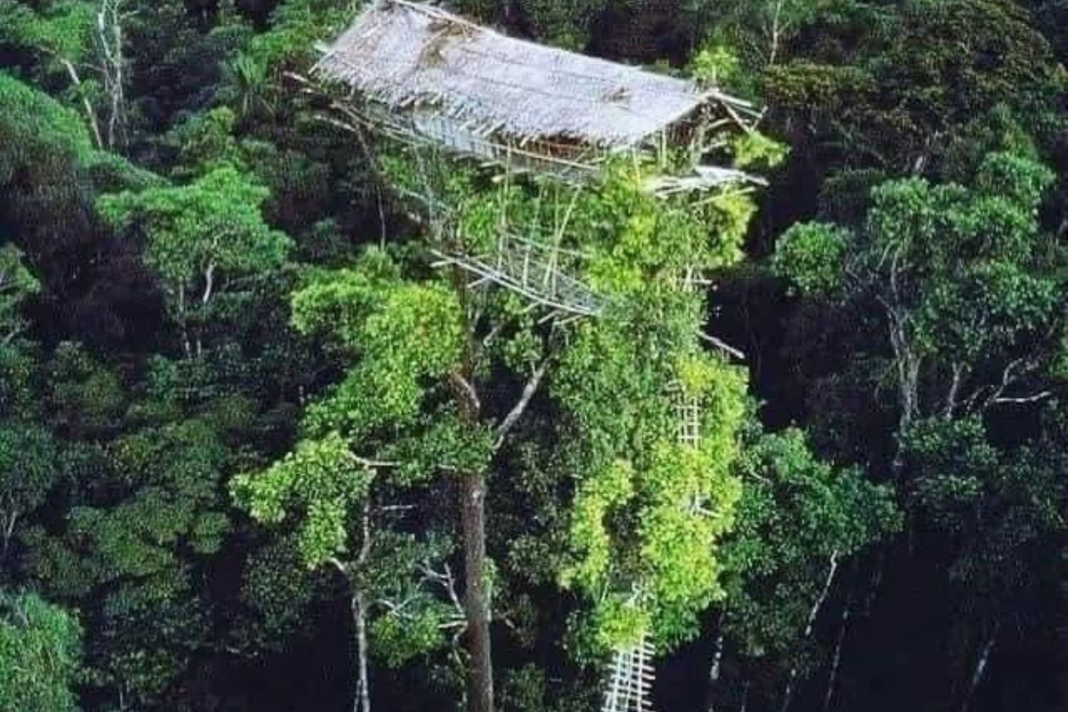 As casas nas árvores da tribo Korowai são tão altas que parecem tocar o céu