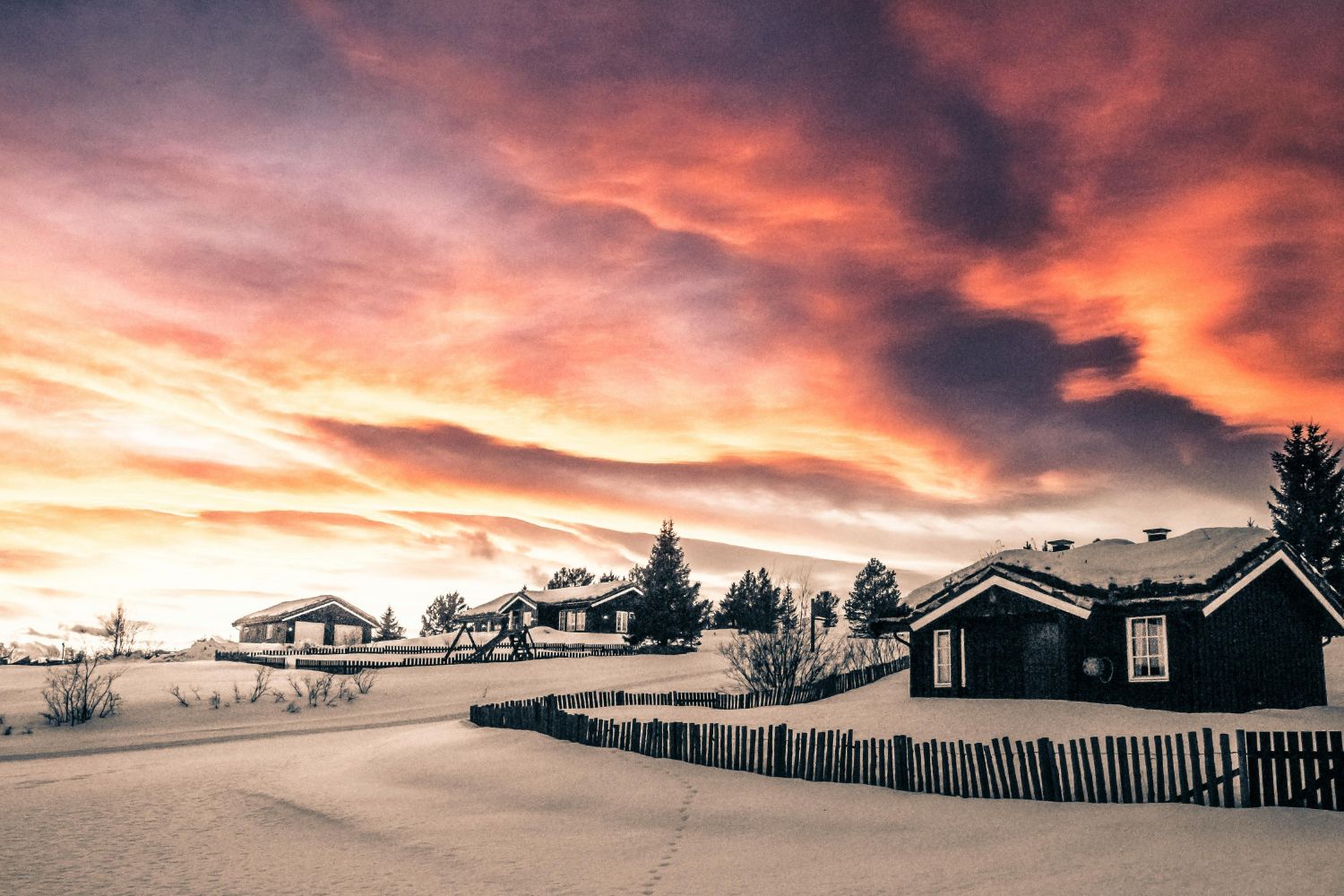 Frio extremo na Noruega congela animais e acende alerta climático